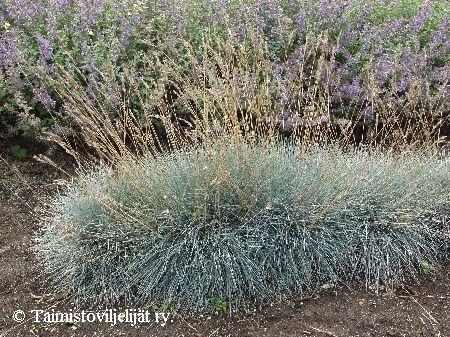 Festuca Glauca-ryhm